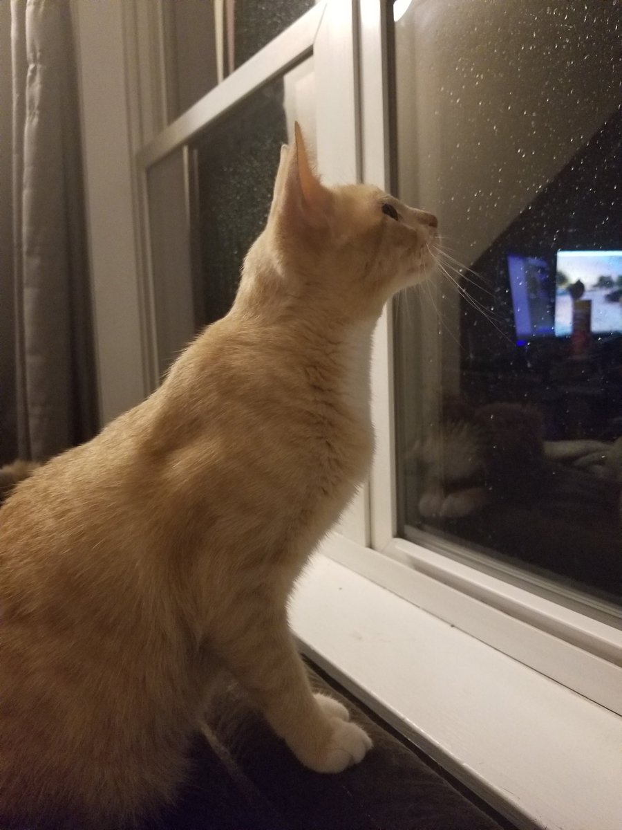 First thunderstorm of the year. #CatsofTwitter #FluffyFursday #SpringShowers