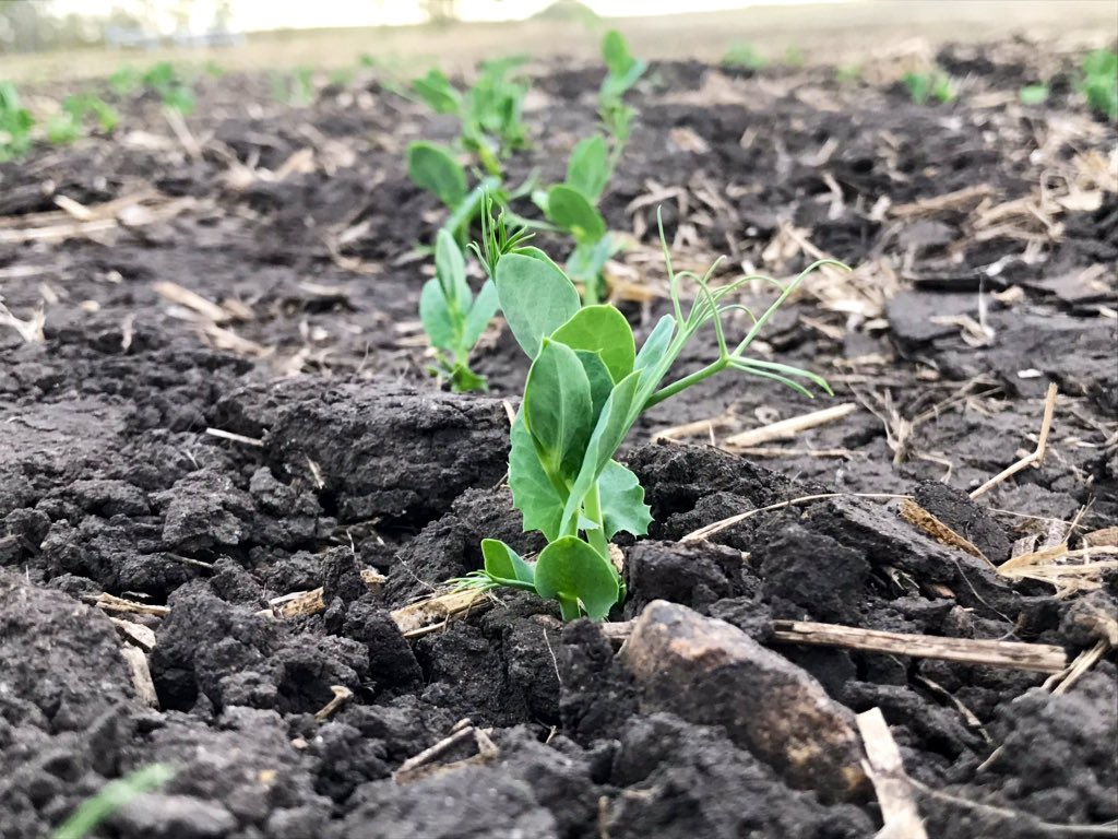 KarlOesch's tweet photo. #Scout19 - peas are advancing fairly quickly! So now is the time to get a little dirt on those boots and check your peas! If you need help with #ViperADV or #Odyssey timing we are here for you! #BASFinYourField @BASFAgSolutions https://t.co/OtqbAzF1Ik