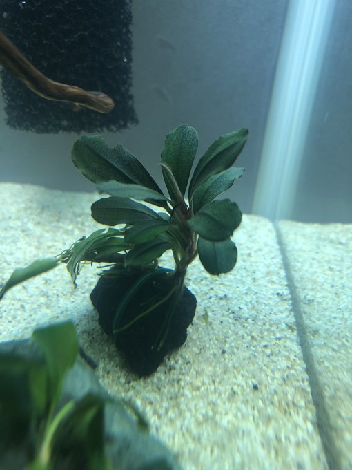 陰性水草のtwitterイラスト検索結果 古い順