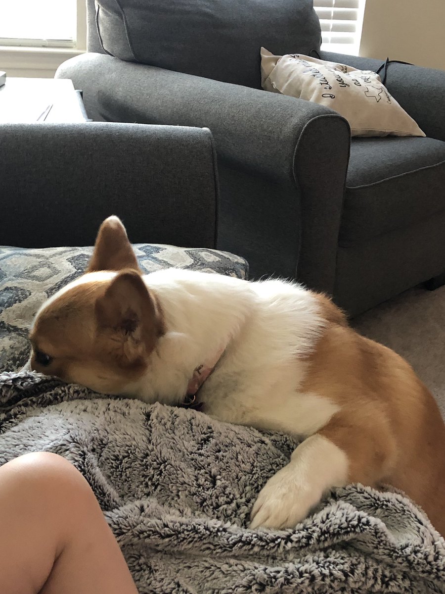 takithecorgi's tweet image. Searching for lost snacks in the couch #thehunt #corgi #corgis #corgisofinstagram