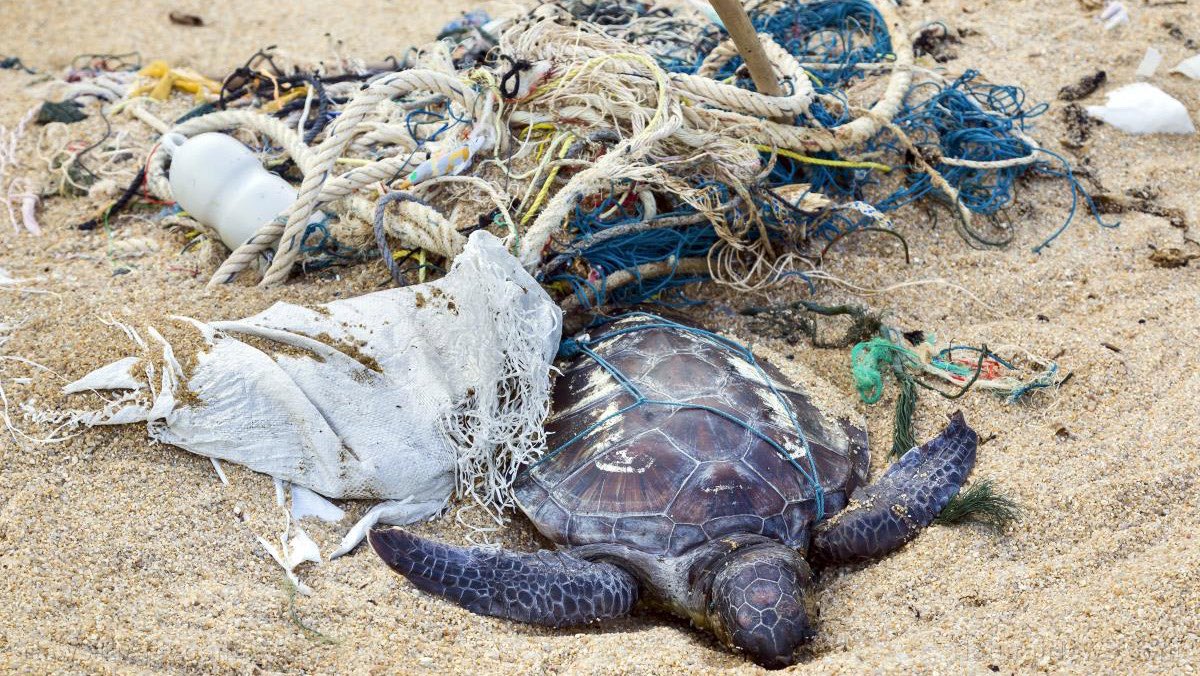 happy world turtle day, if it wasnt for us the turtles would be in a much better place #pickupyourtrash #savetheturtles