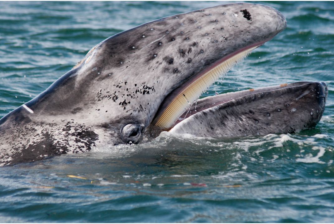 челюсти покрыты роговыми пластинами у