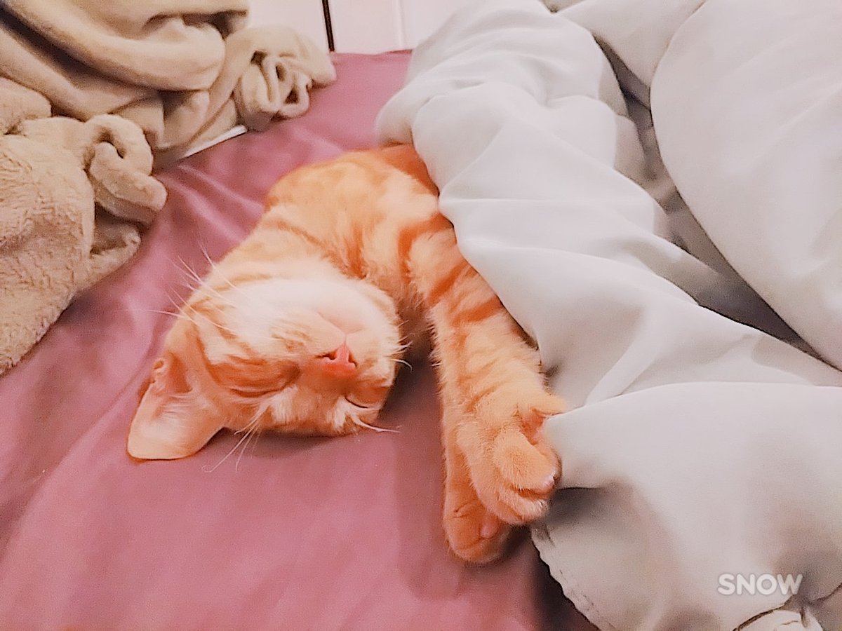 Nekonchoco's tweet photo. Comfy bed is comfy 😌💕 https://t.co/Js4uT4hes5