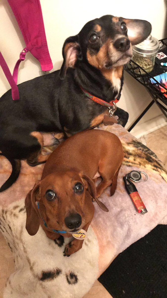 MorbidMaddi's tweet photo. Meet my children. https://t.co/gC1tWxy3Rf