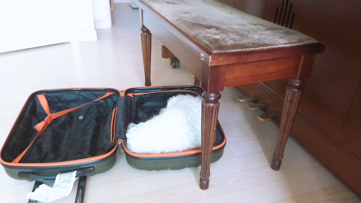 내일 여행가려고 캐리어 펴놓고 작업하고 있는데 언제 들어가서 자고있대