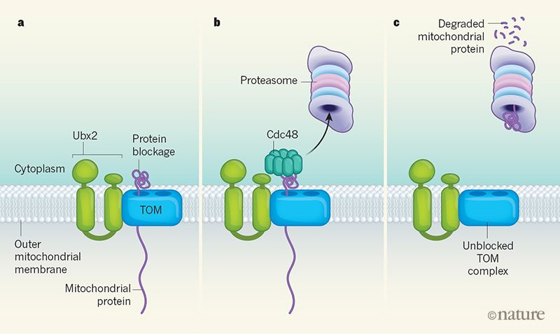 TrujilloLab's tweet photo. Mitochondrial protein translocation-associated degradation (mitoTAD) pathway monitors the #TOM complex preventing clogging by recruiting #CDC48 and #proteasome -> #proteostasis @PresseUniFR https://t.co/NAEjRuXvQS https://t.co/NAEjRuXvQS https://t.co/xfDicE4qIG