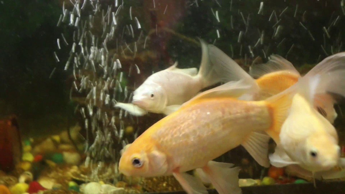 FancyAquariumIN's tweet photo. Buy Milky Koi fish from https://t.co/FED3TH6Khw
See video 👉 https://t.co/2uHWMNvvm9 https://t.co/8LDTnp4mAS