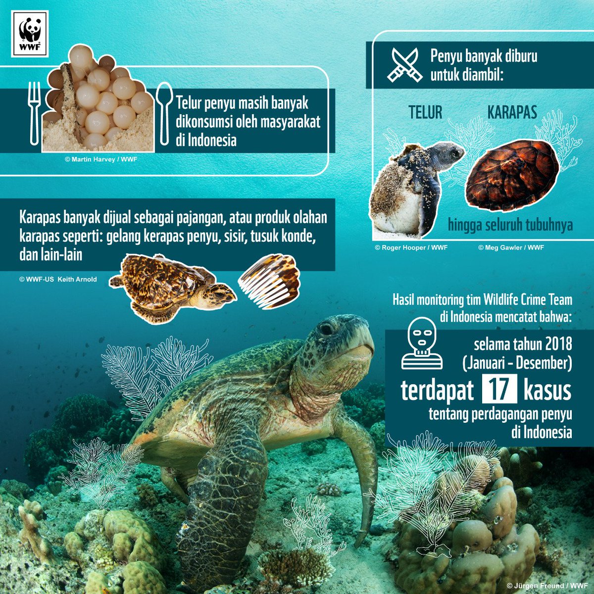 Pertengahan Maret lalu, kita cukup dikejutkan dgn penemuan belasan Penyu Hijau di Bali yg berhasil disita oleh POLRI &amp; diduga akan dijual secara ilegal. Dua pekan setelahnya, sebanyak 148 individu penyu berbagai jenis juga berhasil diamankan di Batam saat akan diselundupkan.