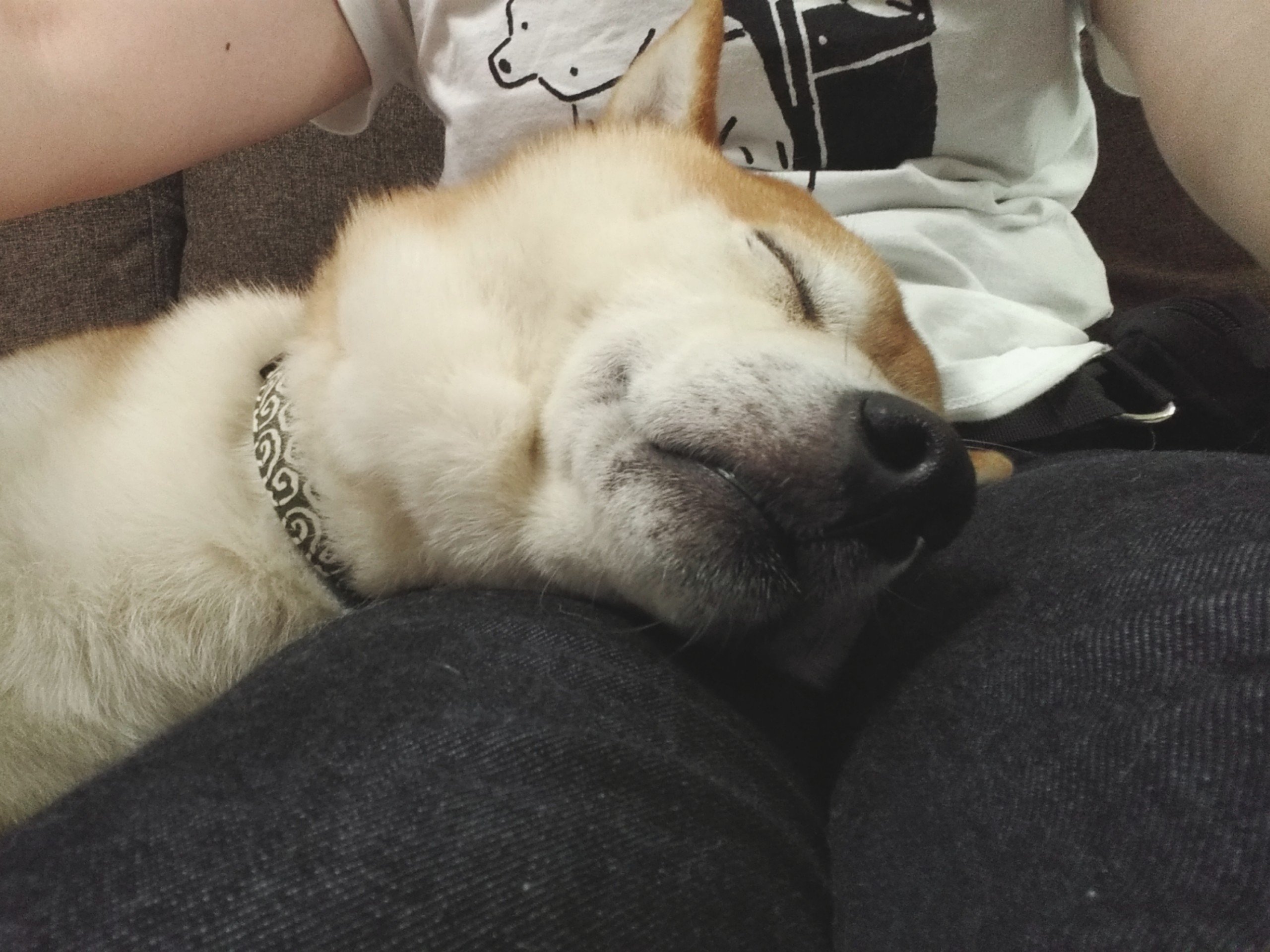 空梨いとon Twitter 今日の犬 膝枕で爆睡https T Co Qz53arqmhl Twitter