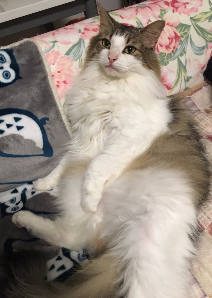 大きな猫種 メインクーンの平均体重を超えてる日本猫さんの大きさにビックリ 大きい猫さんたちの写真がリプで続々集まる Togetter 大きな猫種 メインクーンの平均体重を超えてる日本猫さんの大きさにビックリ 大きい猫さんたちの写真がリプで続々集まる Togetter