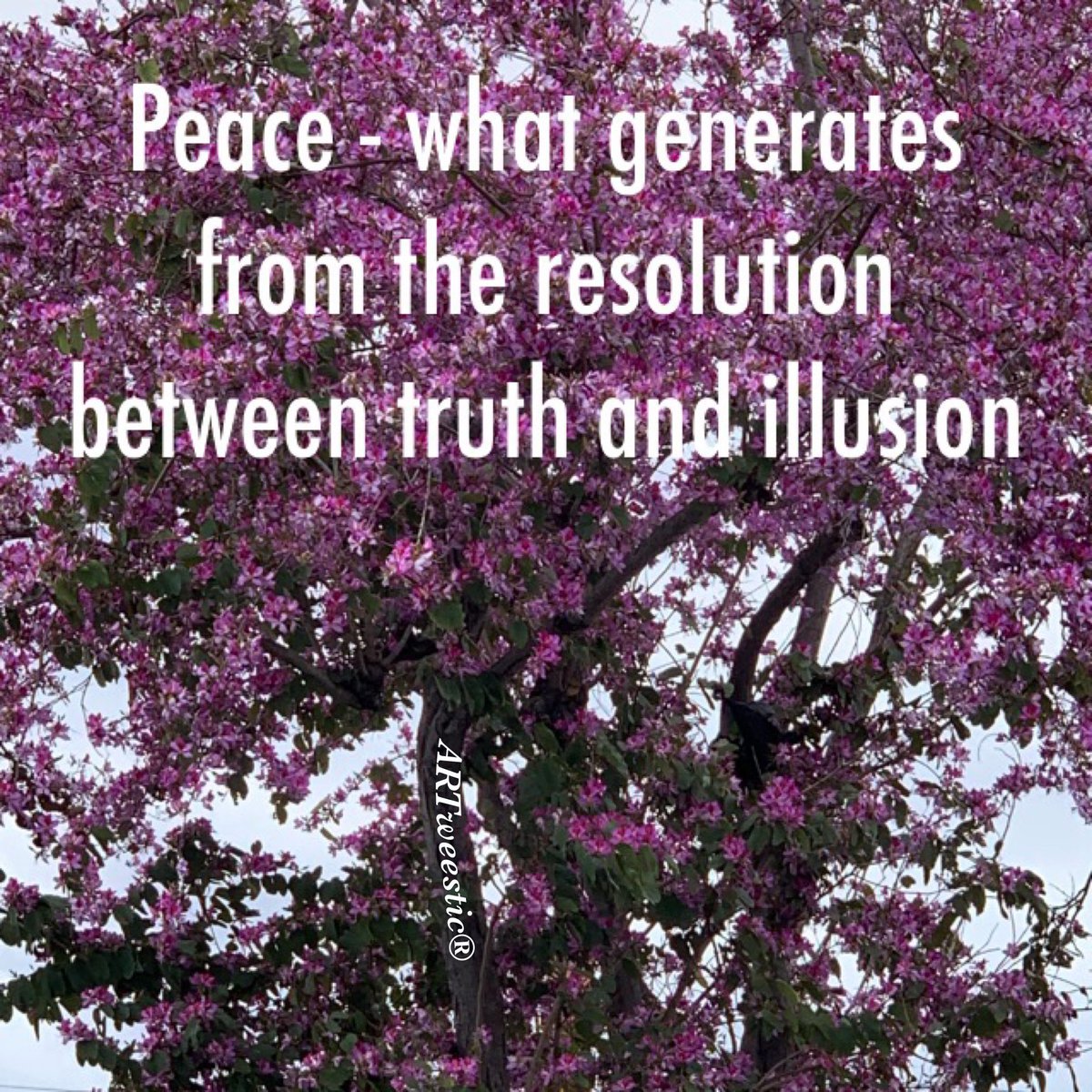 ♥Vera Holley♥ tweet media