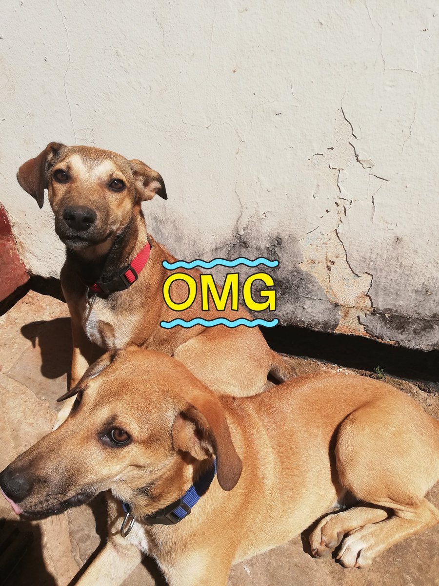matilda_mwaba's tweet photo. Happy with my dogs imagine they are only three months old❤️ https://t.co/fIyQ6793dt
