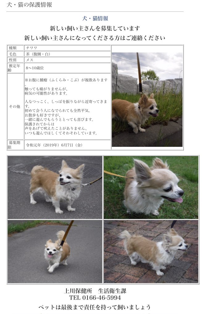 募集 里親 小型 北海道 犬