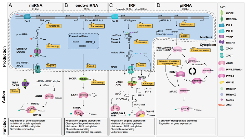 Reproduction journal (@reprodjournal) on Twitter photo In this review, <a href="/NATrigg/">Natalie Trigg</a> <a href="/PRCRepro/">PRC for Reproductive Science</a> <a href="/BrettNixon13/">Brett Nixon</a> review the role of epididymosome–sperm communication in contributing to the establishment of the #sperm sRNA profile during their epididymal transit #endocrinology #reproduction ow.ly/jbeh30oMLzh In this review, <a href="/NATrigg/">Natalie Trigg</a> <a href="/PRCRepro/">PRC for Reproductive Science</a> <a href="/BrettNixon13/">Brett Nixon</a> review the role of epididymosome–sperm communication in contributing to the establishment of the #sperm sRNA profile during their epididymal transit #endocrinology #reproduction ow.ly/jbeh30oMLzh