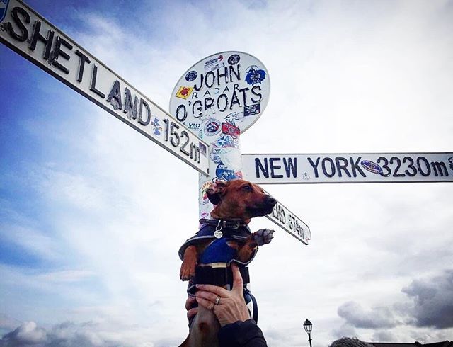 DogFuriendly's tweet image. We're sharing a spot of inspiration this weekend from the adorable @adventures_of_angus_dachshund!⁣
😍⁣
Angus had been on a BIG road trip all the way to the top of Scotland!⁣
🏴󠁧󠁢󠁳󠁣󠁴󠁿⁣
He's been enjoying the most beautiful views, and here a spot of whale w… bit.ly/2X5bq7Z