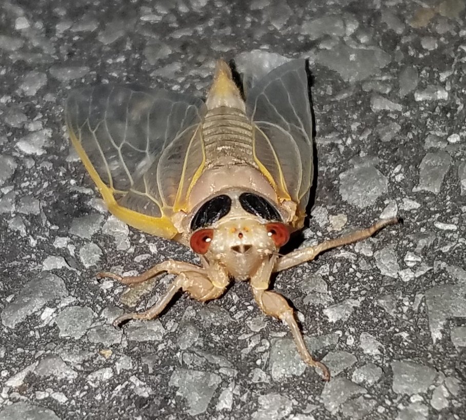 The #cicadas are emerging from their 17 year slumber in #BeaverPA!