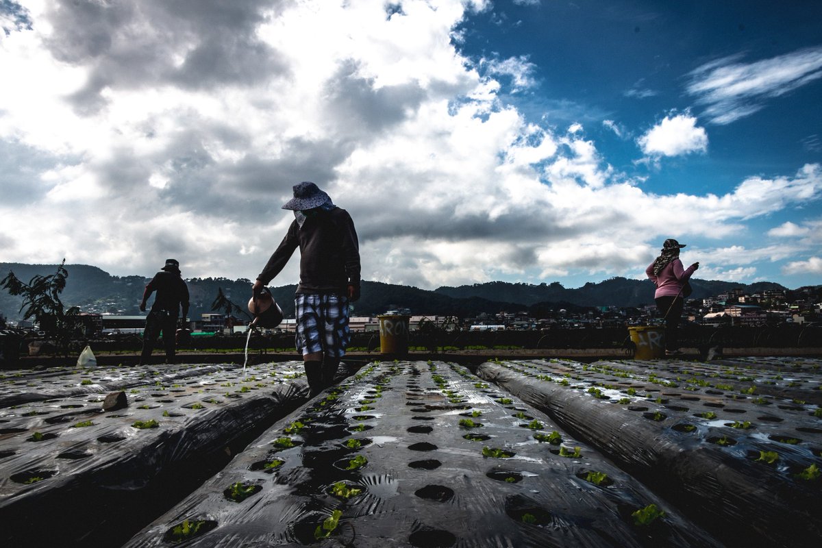 JPRphotogamer8's tweet photo. "The Strawberry fields".
(Shot in #canon70d )
#photography #strawberryfields #farmers #lifeinph #baguiocity #philippines #art #landscapephotography #people #earth #filipino #hobby #travelphotography #adventure #travel #artphotography #peoplephotography https://t.co/jWsGR4CvCt