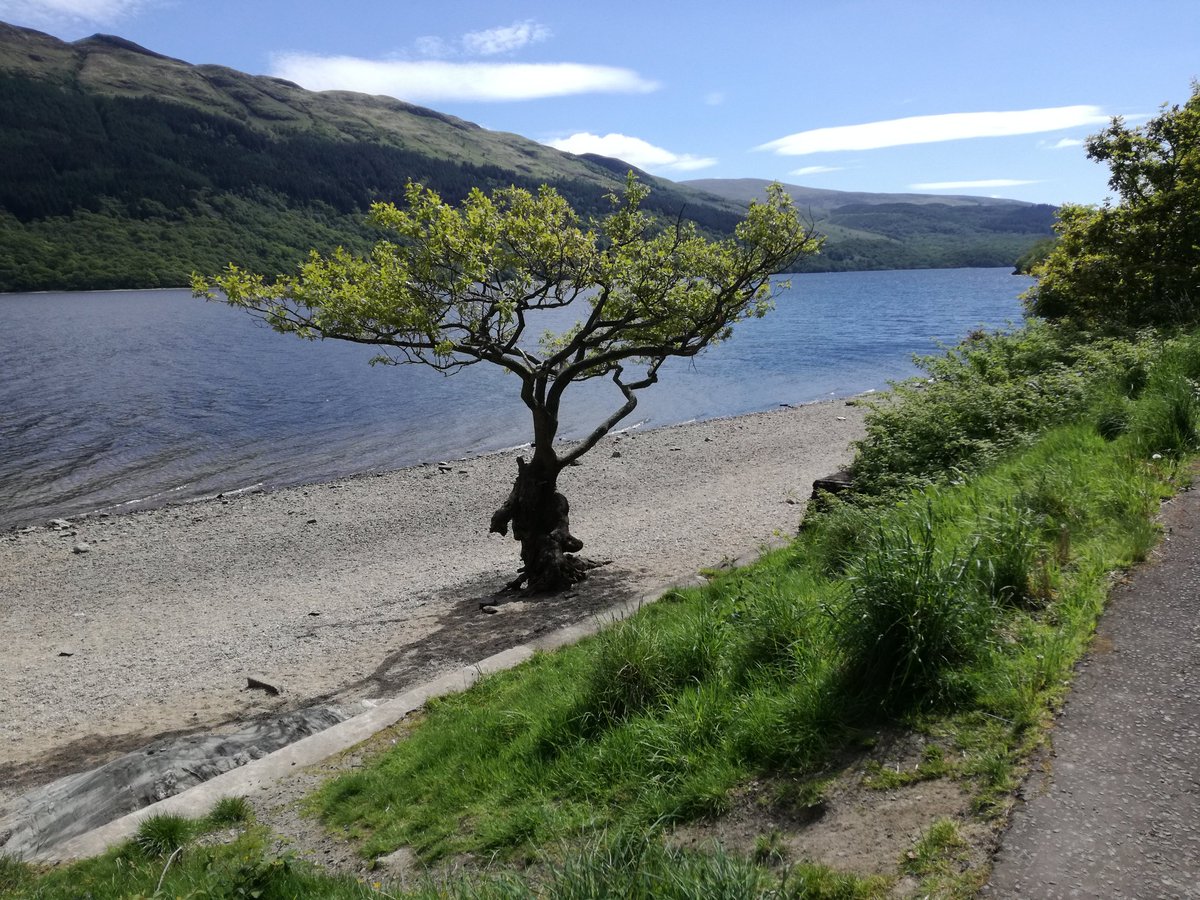 Periodic check on the Bonsai tree at Firkin Point. Yep, all good.
<a href="/CruiseLL/">CruiseLochLomond</a>
<a href="/HighlandMidge/">The Highland Midge Lotion</a> <a href="/MaryJeanUK/">Mary Jean® Cruelty Free Beauty & Home Fragrance</a>
<a href="/VisitScotland/">VisitScotland</a>
<a href="/lovelochlomond/">Love Loch Lomond</a>
<a href="/TrossachsLomond/">LochLomond-Trossachs</a>