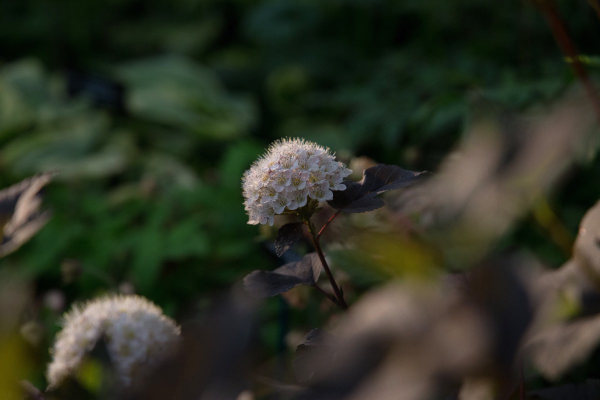 Physocarpus opulifolius ‘Diabolo’ flower in The Stihl Hillier Garden

Photo: <a href="/Rose_Duffy/">rose</a> 

<a href="/Hilliergarden/">Hillier Garden Centres</a> <a href="/The_RHS/">The RHS</a> #rhschelsea #chelsea2019 #chelseaflowershow #stihlhilliergarden #hilliergarden #hilliernurseries #physocarpus #physocarpusopulifoliusdiabolo