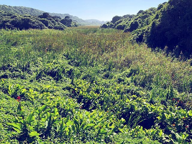vickipilcher's tweet photo. We found Bali in Durban? #Green spaces overlooking the #Umhlanga Lagoon #Nature Reserve 💚
.
.
.
.
.
#exploredbn #exploreza #localguides #localguidesconnect #letsguide #durban #thisissouthafrica #n3gateway #earthescope #travelphotography #travelling #… https://t.co/1JVfO3iCfo https://t.co/4b67IB6hUH