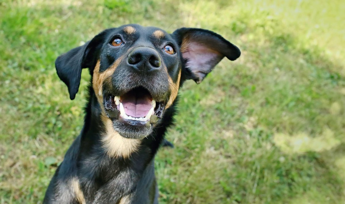 To the untrained eye it can be hard to recognise early signs of gum disease. Dr Jens Ruhnau tells @britishvets how Waltham research into the oral #microbiome may allow vets &amp; pet owners to detect the bugs that signal gum disease before it takes hold bit.ly/2JBCoAZ