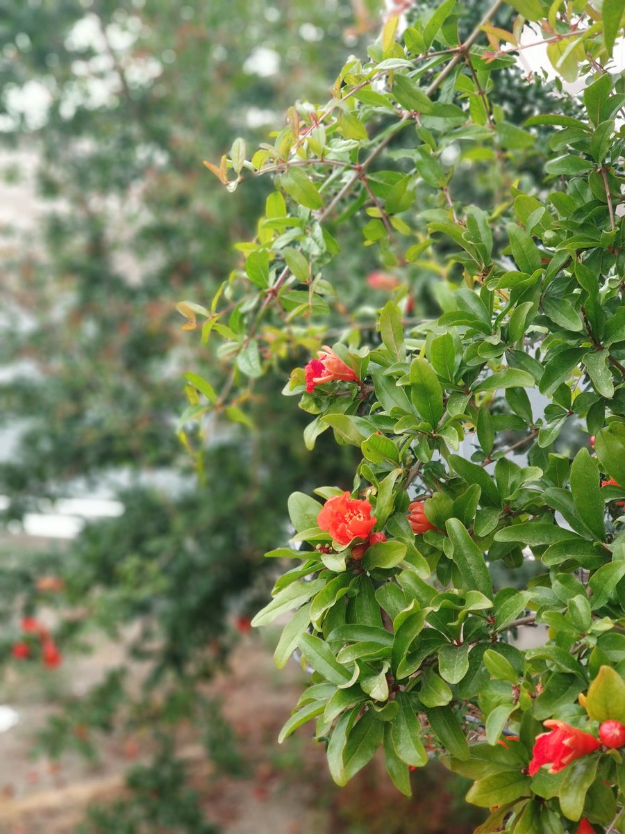 Buenas! Así de bonitos están hoy nuestros #granados en #flor 🌺 En otoño podremos disfrutar de sus estupendas #granadas que son puro #sabor y puro #antioxidante #natural. #FelizFinde 👨‍🌾