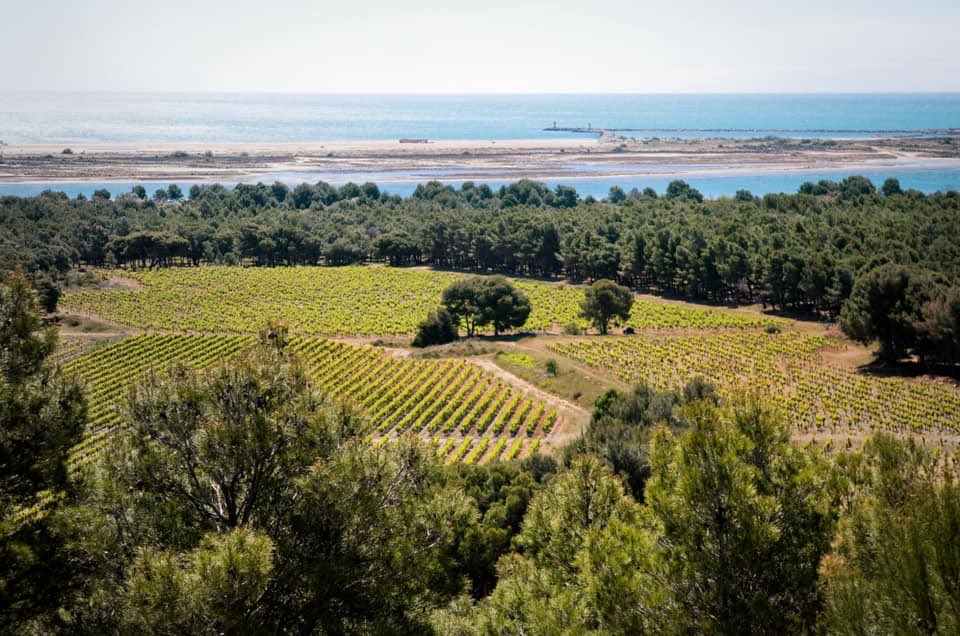 alteroeno's tweet photo. AOC La Clape : une belle Appellation, un terroir entre terre et mer qui en fait rêver plus d'un, le terrain de jeu des belles grappes du Château de Figuières... à vos verres !

[photos #Facebook #AOCLaClape] 

#vin #winelover #degustation #foodlover #Languedoc #Occitanie https://t.co/8SiqONqHI6
