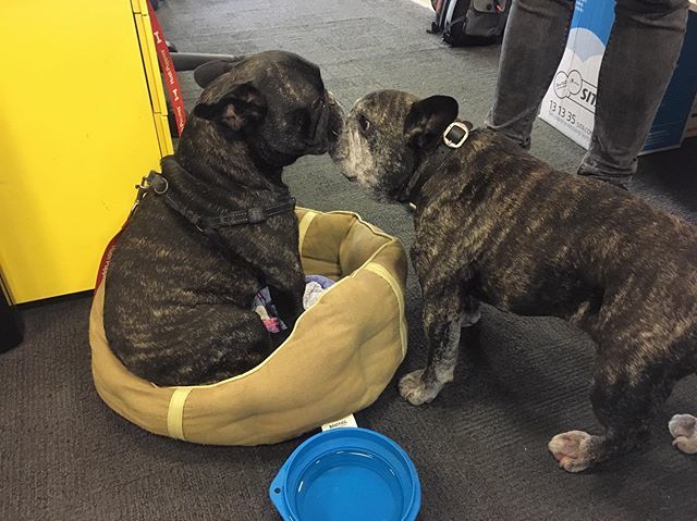 BrandCoAu's tweet photo. French Kiss Friday’s 😘🐶 #FrenchBullDog #FrenchiesOfInstagram #Frenchies #Kisses #FriYay #Doggos #BrandCollective #RetailHeadOffice https://t.co/kTiWhQOaGY https://t.co/LzIKhhMmUW