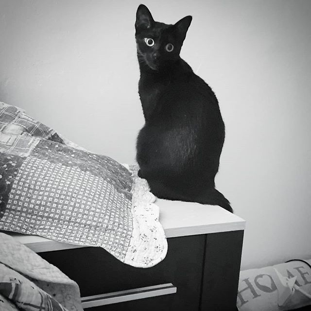 cat_shuri's tweet photo. Not sure if I want to be a lamp or a statue
Decisions, decisions
.
.
.
#shurithecat #blackcatsofinstagram #blackcat #adorablecat #adorablecatsofinstagram #cutecats #cutecatclub #cutenessoverload #curiouscat #blackcatlove #blackcatsclub #blackcatsonly #blackcatlover #blackcat… https://t.co/sT0TQ3KALu