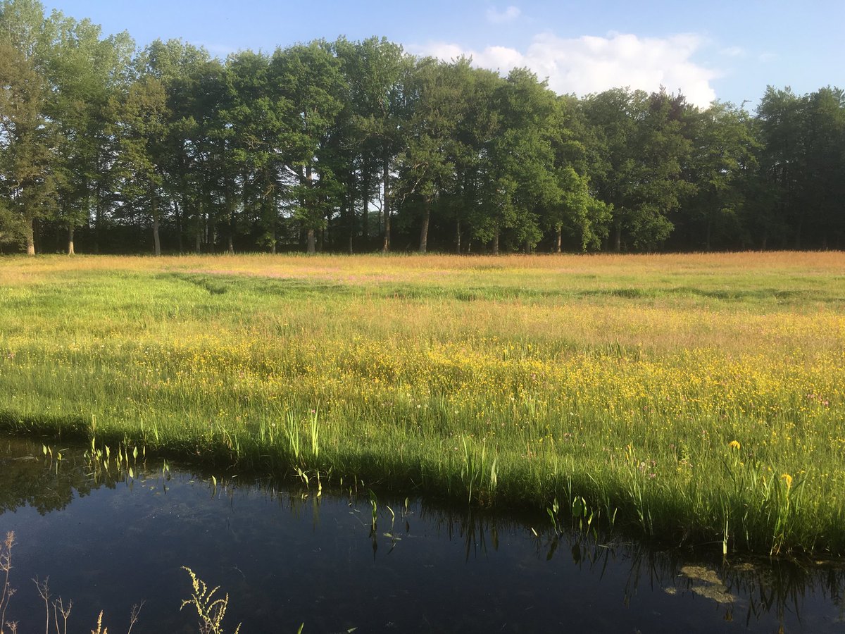 TuinbaasMaarten's tweet photo. Mooie bloeiende graslanden op landgoed #Colckhof ⁦@LaagZuthem dankzij beheer ⁦@JanOveresch⁩ @Natuurmonument⁩ https://t.co/A3OM47soon