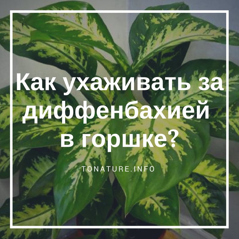 КАК УХАЖИВАТЬ ЗА ДИФФЕНБАХИЕЙ В ГОРШКЕ?

tonature.info/kak-uhazhivat-…

#toNatureInfo #КомнатныеРастения #Растения #Цветы #Диффенбахия #ЛиственныеРастения #Подкормка #Удобрение #ДиффенбахияУход #Цветы