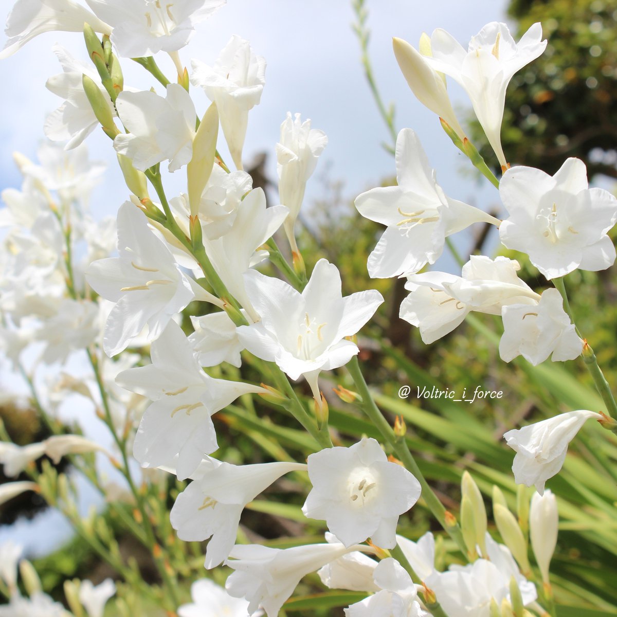 Vtifカスタマイズ Auf Twitter アヤメ科ヒオウギズイセン属 ワトソニア 別名 檜扇水仙です 毎年 白花が近所で咲くのを楽しみに待って撮影しています 5月24日 誕生花の一つ ワトソニア 花言葉 豊かな心 知性