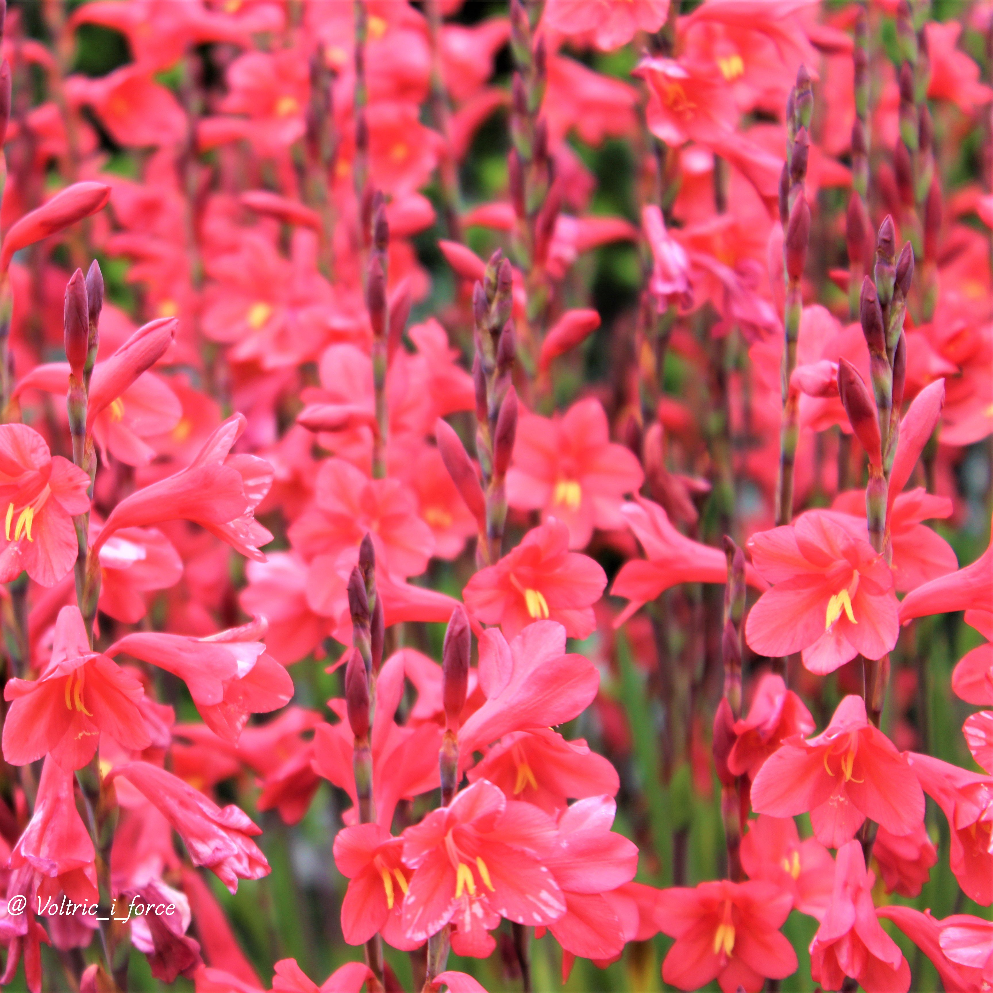 Vtifカスタマイズ アヤメ科ヒオウギズイセン属 ワトソニア 別名 檜扇水仙です 毎年 白花が近所で咲くのを楽しみに待って撮影しています 5月24日 誕生花の一つ ワトソニア 花言葉 豊かな心 知性 T Co Vtqof10vpx Twitter