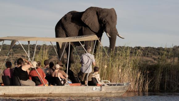 Le BOTSWANA autorise la chasse aux éléphants D7UG0aCX4AAwDZH