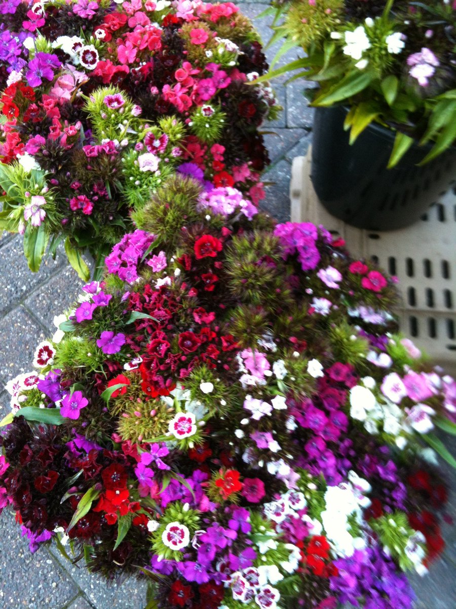 Today's colour on the market is ... PINK!