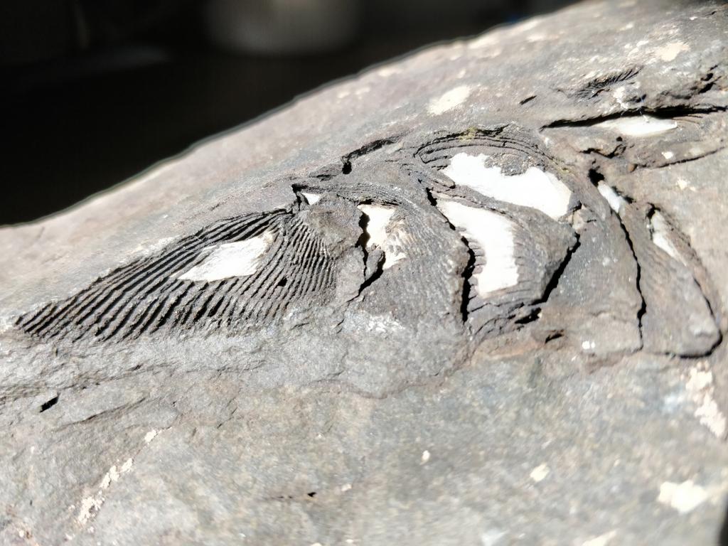 It's #FossilFriday and I want some help with this please. We found it being used as a doorstop here <a href="/FSCRhydyCreuau/">FSC Rhyd-y-creuau</a>, I guess that doesn't help much except it probably originated here in North Wales. #Brachiopod fragments? Tiny #Angels wings? <a href="/FieldStudiesC/">Field Studies Council</a> <a href="/paulgannon5/">paul gannon</a>