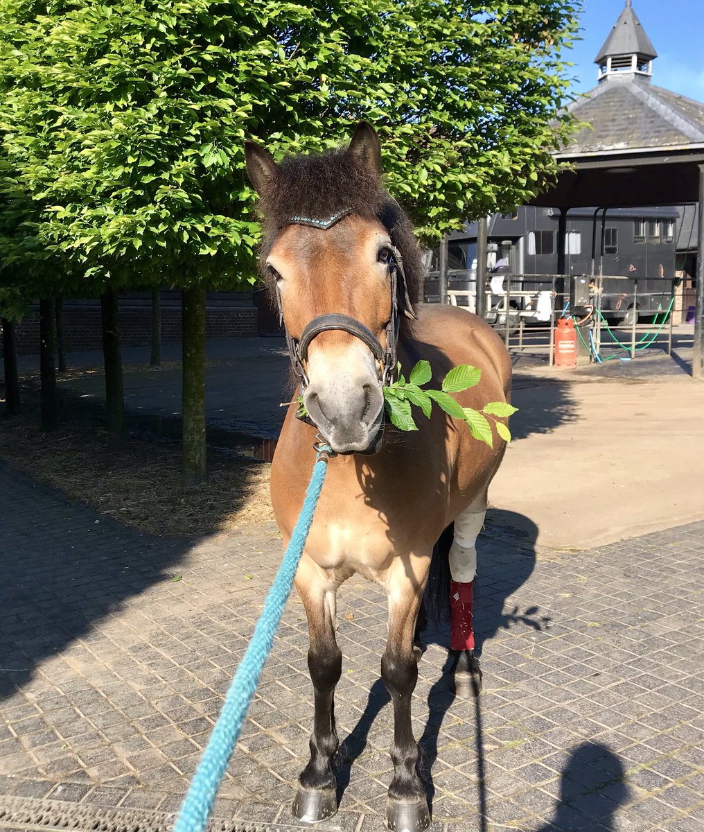 Talk_DerbyToMe's tweet photo. We’ve made it! 5 weeks of box rest for an injury that we were expecting would be 6 months! He’s fully healed, all that’s left now is for a small patch of skin to regrow. Vet has cleared Clegg for turnout and ridden work. #imoverjoyed #exmoorpony #vetproblems #nativehealing https://t.co/uhjX3xFUO3