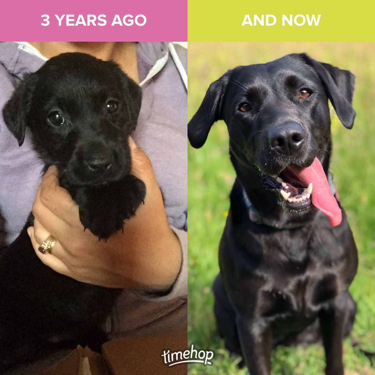 BamberSteph's tweet photo. Where does the time go? 🥰 My first furrbaby, my world. I wouldn’t trade her for anything 😘 https://t.co/EkDWCKtBnM