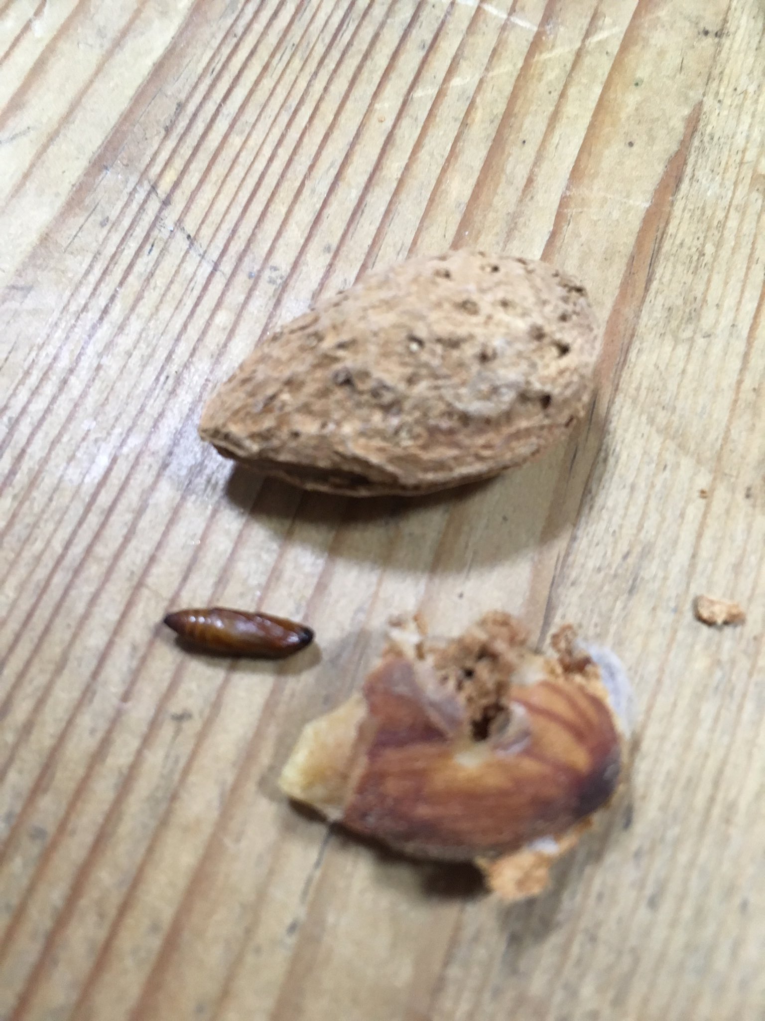 ヤモマーク 殻付きのアーモンドを食べてたら 中から何かのサナギが出てきました 食べても大丈夫な虫らしいけど ピコピコさんにでも食べさせてみようかなあ T Co 0bhdi6buj6 Twitter