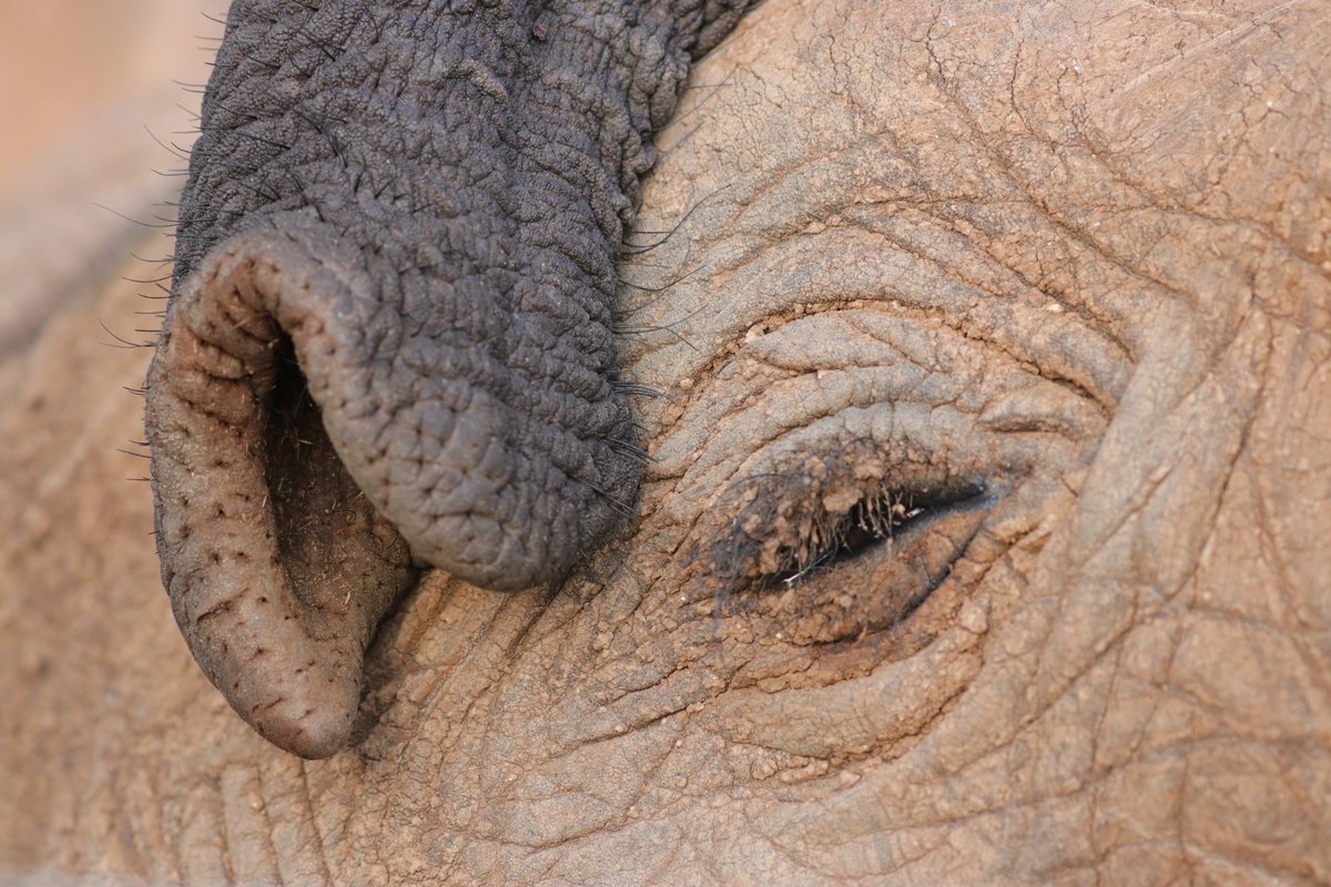 ElephasParis's tweet photo. #EleFantastiqueFriday!
Elephants sometimes need to rest their trunks, which isn't surprising considering they can reach up to 7 feet in length and weigh up to 140kg. Go on, take a load off now it's Friday, and put your trunks up for the weekend!
#Africa #SaveElephants https://t.co/lXO9DyaQwk