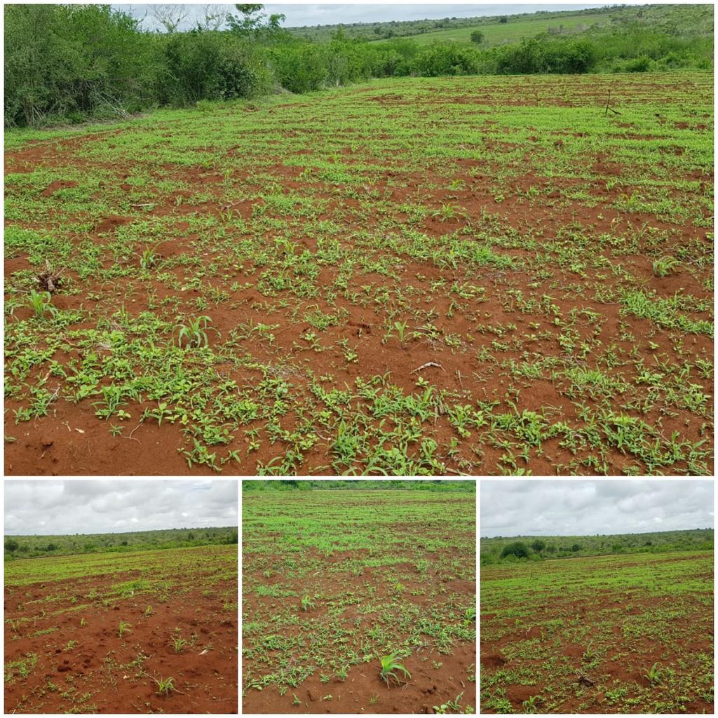 Are u a farmer,is your land enough for your produce worry  not talk to <a href="/JiinueRealEstat/">𝐉𝐢𝐢𝐧𝐮𝐞 𝐑𝐞𝐚𝐥 𝐄𝐬𝐭𝐚𝐭𝐞 𝐋𝐭𝐝</a> they have the best and cheapest  lands call us on 0723417171/ 0723575967 #TwendeLaikipia