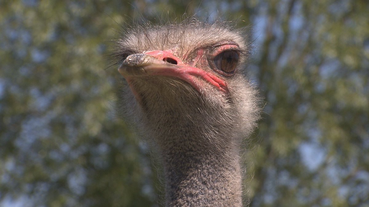 FarmCafe_BE's tweet photo. Ook op een struisvogelboerderij is meten weten. Kijk mee naar het unieke verhaal achter #struisvogelboerderij Schobbejaks Hoogte uit Aarsele! https://t.co/7m7411JH0r https://t.co/J5AUT8EcjR