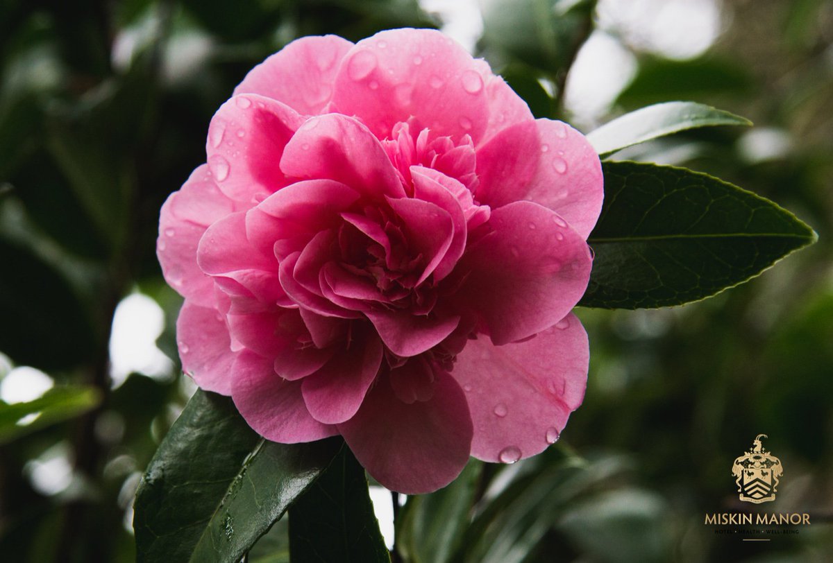 Our gardens are in bloom and looking marvellous

If you haven't already, come and experience the colourful menagerie lining the pathways all around Miskin Manor and enjoy the peace and quiet of our 25 acres of award-winning grounds

Call 01443 224 204 to book your stay with us