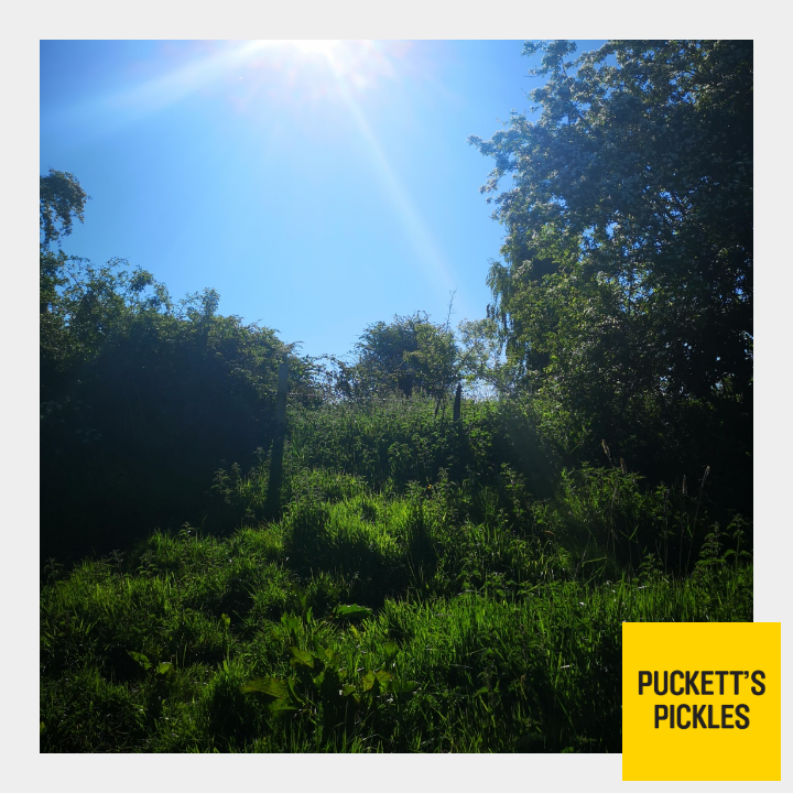 PuckettsPickles's tweet photo. Morning.......
What a start to a Bank Holiday weekend, simply stunning. It really is the simple things.
#British #BankHolidayweekend #thesunhasgothishaton #morningwalk #sunshine #luckytolivehere #howpretty #hedgerows #birdsong #readyforabusyday https://t.co/UdrS0vKsEW