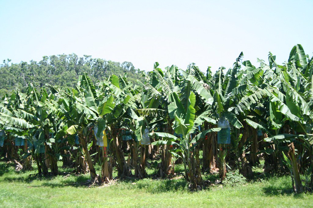 Recently added to #ODL: "Land-use change in a telecoupled world: the relevance and applicability of the telecoupling framework in the case of #banana plantation expansion in Laos." Read it here --&gt; bit.ly/2W3hWjh