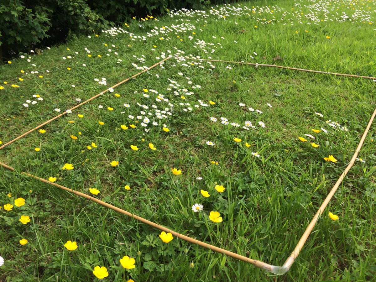 #EveryFlowerCounts is Plantlife’s brand new #CitizenScience activity, launching this #BankHolidayWeekend - simply count the number of flowers on your lawn and we’ll provide you with your own #PersonalNectarScore bit.ly/EveryFlowerCou…