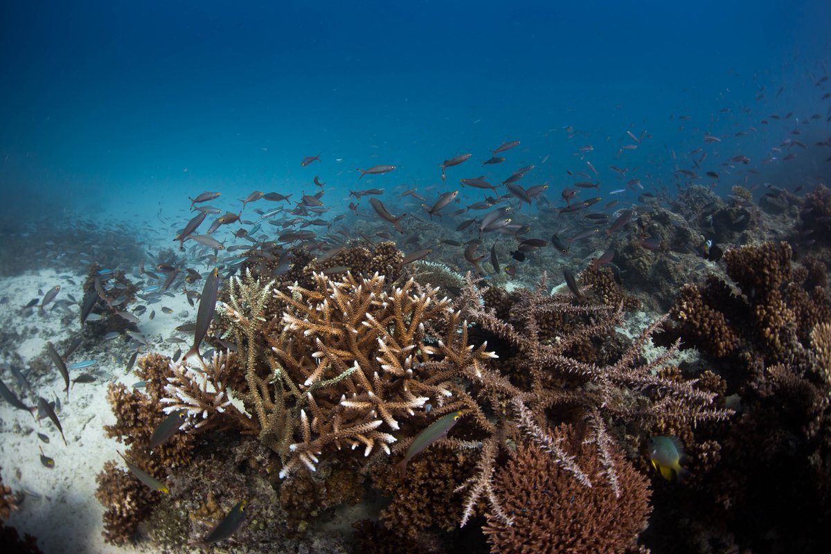 emilysdarling's tweet photo. Day 2 Ovalau #ReefsofHope: Our @wcsfiji team is getting in the groove of counting hundreds of reef fishes, benthic points, and scoring coral colonies for bleaching each dive. <5% bleaching and some fishy reefs, and clear day and views across Lomaviti Province. #VibrantReefs https://t.co/KrVLMimUpc