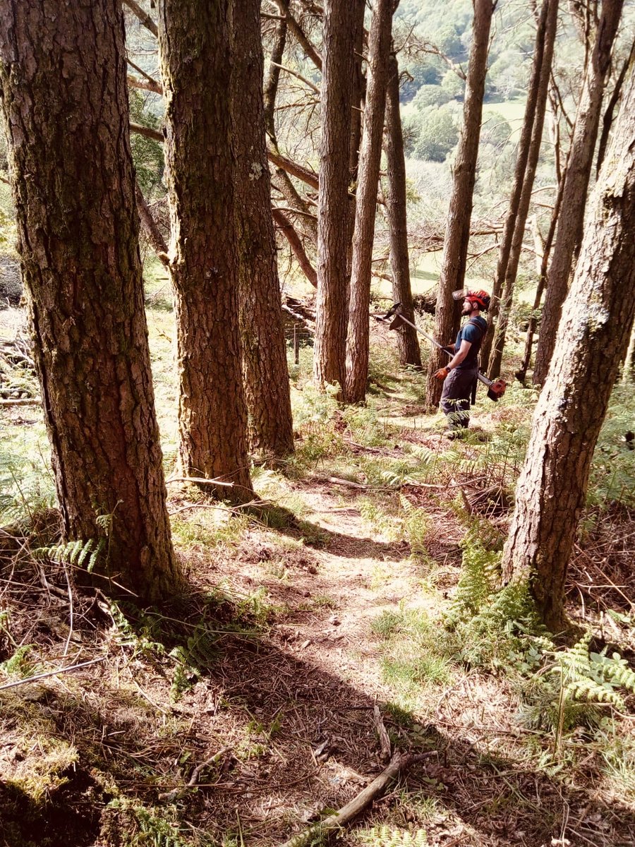 Path Maintenance @WoodlandTrust Cym Mynach. Lovely day for it. #wildlife #nature #walks #wales #Cymru