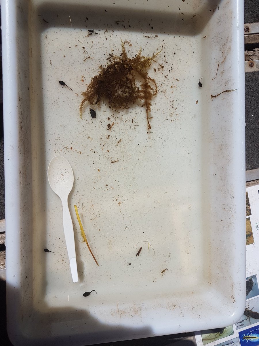 DSAT EYFS tweet media