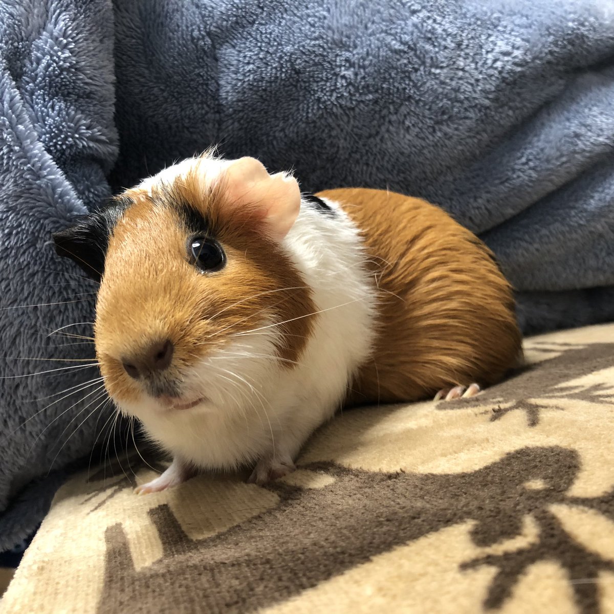 わいのすきぴ
うちの女の子減ったので
ウチの美女はシュバちゃん🧸🎈
#モルモット